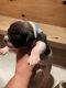 Alapaha Blue Blood Bulldog Puppies for sale in Hardin, MT 59034, USA. price: $2,500