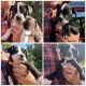 Alapaha Blue Blood Bulldog Puppies for sale in Moville, IA 51039, USA. price: $1,500