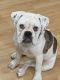 Alapaha Blue Blood Bulldog Puppies for sale in Aliso Viejo, CA, USA. price: NA