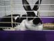 Alaskan Hare Rabbits for sale in 812 E Hendrix St, Brazil, IN 47834, USA. price: NA