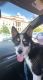 Alaskan Husky Puppies for sale in Des Moines, IA, USA. price: NA