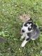 Alaskan Husky Puppies for sale in Cabool, MO 65689, USA. price: $300