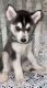 Alaskan Husky Puppies for sale in Fort Smith, AR, USA. price: NA