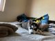 Alaskan Husky Puppies for sale in 5500 Confetti Dr, El Paso, TX 79912, USA. price: NA