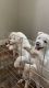 Alaskan Husky Puppies for sale in Odessa, TX, USA. price: NA