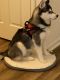 Alaskan Husky Puppies for sale in North Andover, MA 01845, USA. price: $4,000