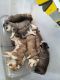 Alaskan Husky Puppies for sale in Pinon Hills, CA 92372, USA. price: NA