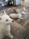 Alaskan Husky Puppies for sale in Compton, CA, USA. price: NA