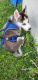 Alaskan Husky Puppies for sale in Honey Brook, PA 19344, USA. price: $950