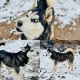 Alaskan Husky Puppies for sale in Marble Falls, TX 78654, USA. price: NA