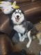 Alaskan Husky Puppies for sale in Fort Worth, TX, USA. price: NA