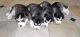 Alaskan Husky Puppies for sale in Yelahanka, Bengaluru, Karnataka, India. price: 26000 INR