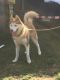 Alaskan Husky Puppies for sale in Cleburne, TX, USA. price: $500