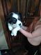 Alaskan Husky Puppies for sale in Hortense, GA 31543, USA. price: NA