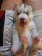 Alaskan Husky Puppies for sale in Norcross, GA 30093, USA. price: NA