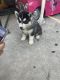 Alaskan Husky Puppies for sale in Los Angeles, CA, USA. price: NA