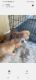 Alaskan Husky Puppies for sale in Grand Prairie, TX, USA. price: $150