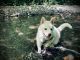 Alaskan Husky Puppies for sale in 3900 Gibbons St, Vancouver, WA 98661, USA. price: $750