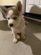 Alaskan Husky Puppies for sale in Olivehurst, CA, USA. price: NA