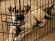 Alaskan Husky Puppies for sale in Murfreesboro, TN, USA. price: NA