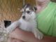 Alaskan Husky Puppies for sale in Pineville, KY 40977, USA. price: NA