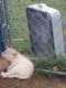 Alaskan Husky Puppies for sale in Bristol, TN, USA. price: NA