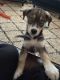 Alaskan Husky Puppies for sale in Wingate, NC 28174, USA. price: $325