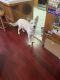 Alaskan Husky Puppies for sale in Kingsburg, CA 93631, USA. price: $400