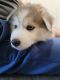 Alaskan Husky Puppies for sale in Edinburg, TX, USA. price: NA