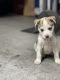 Alaskan Husky Puppies for sale in Northridge, CA 91324, USA. price: $800