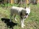 Alaskan Husky Puppies for sale in New Orleans, LA, USA. price: $300