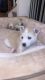 Alaskan Husky Puppies for sale in 18 Lupine Ln, Hackettstown, NJ 07840, USA. price: NA
