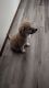 Alaskan Husky Puppies for sale in Midwest City, OK, USA. price: $50