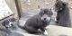 Alaskan Husky Puppies for sale in West Monroe, LA 71292, USA. price: NA