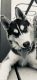 Alaskan Husky Puppies for sale in Staten Island, NY, USA. price: $3,000