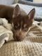 Alaskan Husky Puppies for sale in Omaha, NE, USA. price: $700