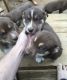 Alaskan Husky Puppies for sale in Newark, NJ, USA. price: NA