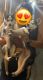 Alaskan Husky Puppies for sale in Alviso, CA 95002, USA. price: NA