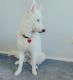 Alaskan Husky Puppies for sale in Scottsdale, AZ, USA. price: $8,000