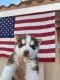 Alaskan Husky Puppies for sale in Phelan, CA 92371, USA. price: NA