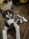Alaskan Husky Puppies for sale in New Brighton, PA, USA. price: $500