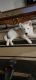 Alaskan Husky Puppies for sale in 2580 Collin McKinney Pkwy building 35, McKinney, TX 75070, USA. price: NA