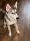 Alaskan Husky Puppies for sale in Central District, VA, USA. price: $500