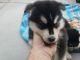 Alaskan Husky Puppies for sale in Buckeye, AZ, USA. price: NA