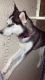 Alaskan Husky Puppies for sale in West Palm Beach, FL, USA. price: NA