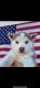 Alaskan Husky Puppies for sale in 10727 White Oak Ave, Granada Hills, CA 91344, USA. price: $600