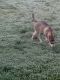 Alaskan Husky Puppies for sale in Tacoma, WA 98444, USA. price: NA