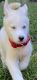 Alaskan Husky Puppies for sale in 1601 NW 62nd Terrace, Margate, FL 33063, USA. price: NA
