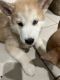 Alaskan Husky Puppies for sale in North Hollywood, Los Angeles, CA, USA. price: NA