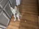 Alaskan Husky Puppies for sale in Tulsa, OK, USA. price: $1,000